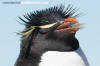 Southern Rockhopper Penguin