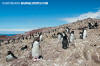 Southern Rockhopper Penguin