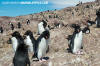 Southern Rockhopper Penguin