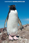 Southern Rockhopper Penguin