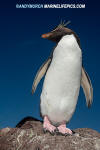 Southern Rockhopper Penguin