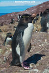 Southern Rockhopper Penguin