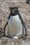 Southern Rockhopper Penguin