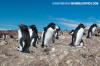 Southern Rockhopper Penguin