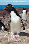 Southern Rockhopper Penguin