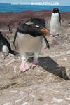 Southern Rockhopper Penguin