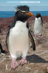 Southern Rockhopper Penguin