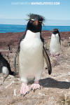 Southern Rockhopper Penguin