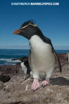 Southern Rockhopper Penguin