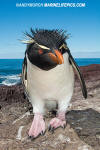 Southern Rockhopper Penguin