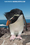 Southern Rockhopper Penguin