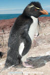 Southern Rockhopper Penguin