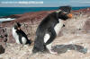 Southern Rockhopper Penguin