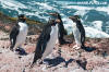 Southern Rockhopper Penguin 081