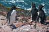 Southern Rockhopper Penguin