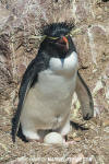 Southern Rockhopper Penguin