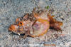 Spiny Devilfish