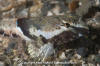 Spinynose Sculpin