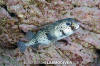 Spotfin Burrfish