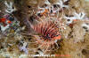 Spotfin Lionfish