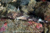 Spotfin Sculpin