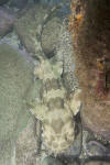 Spotted wobbegong picture