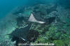 spotted eagle rays