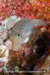 Spotted Sharpnose Puffer