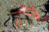 Squat Lobster