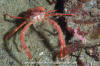 Squat Lobster