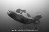 Steller Sea Lion 004