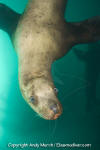 Steller Sea Lion 