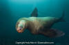 Steller Sea Lion 