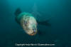 Steller Sea Lion 