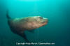 Steller Sea Lion 