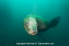 Steller Sea Lion 