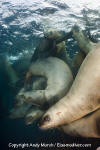 Steller Sea Lion