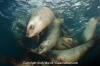 Steller Sea Lion 