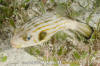 Striped Puffer