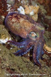 Stubby Squid