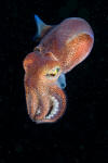 Stubby Squid