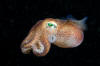 Stubby Squid