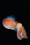 Stubby Squid