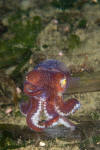 Stubby Squid