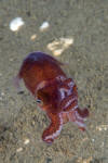 Stubby Squid