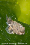 Tadpole Sculpin