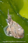 Tadpole Sculpin