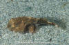 Tadpole Sculpin