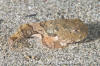 Tadpole Sculpin