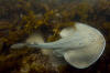 thornback ray picture